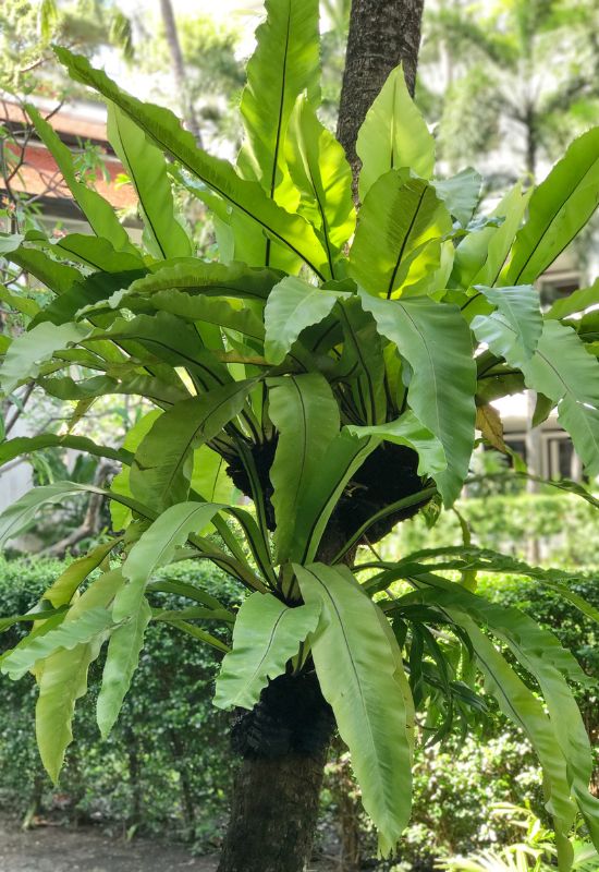 Bird’s Nest Fern (Asplenium nidus)