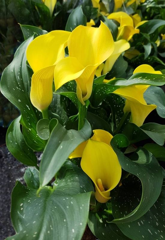 Black Magic – Zantedeschia sp.