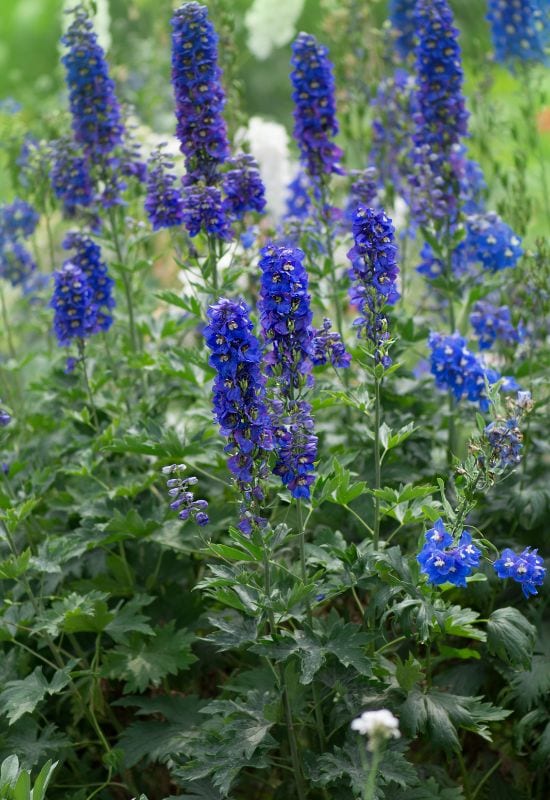 Black Night pacific delphinium