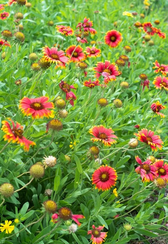 Blanket Flower (Gaillardia spp.)