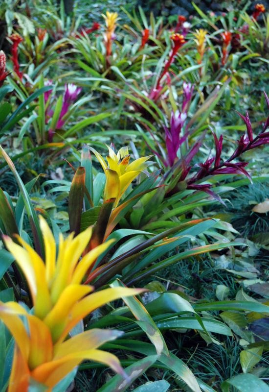 Bromeliads (Bromeliaceaefamily)