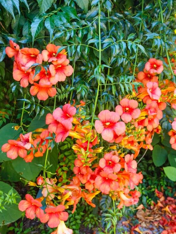 Campsis Radicans