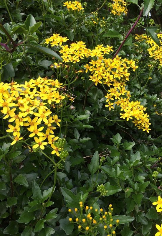 Canary Creeper (Senecio tamoides)