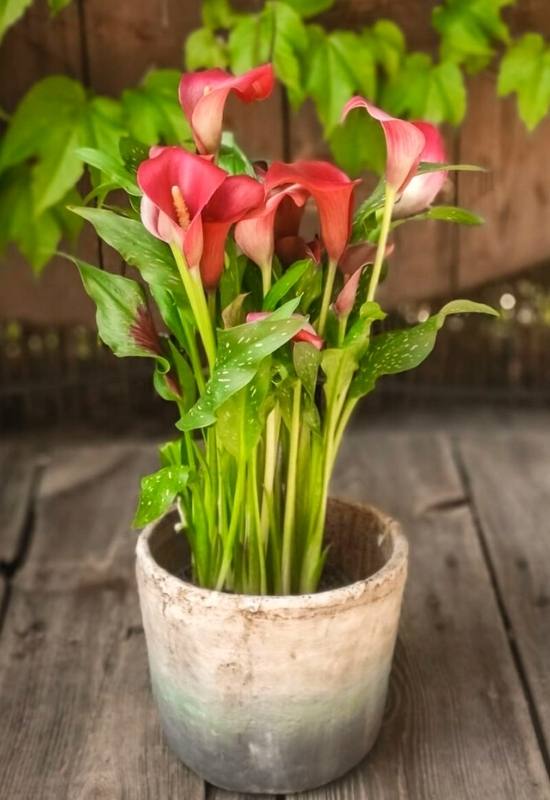 Captain Reno® Calla Lily – Zantedeschia sp.