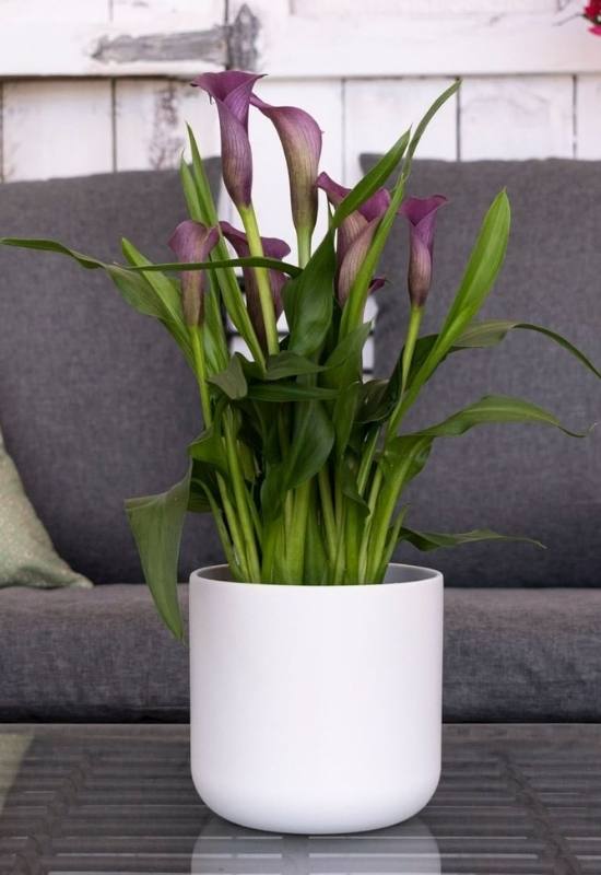 Captain Violetta® Calla Lily