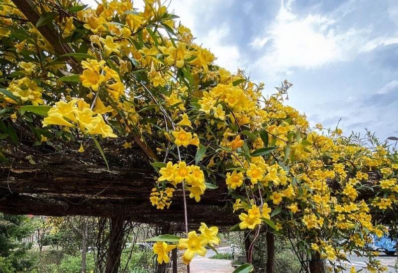 Carolina Jasmine