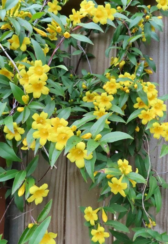 Carolina Jessamine (Gelsemium sempervirens)