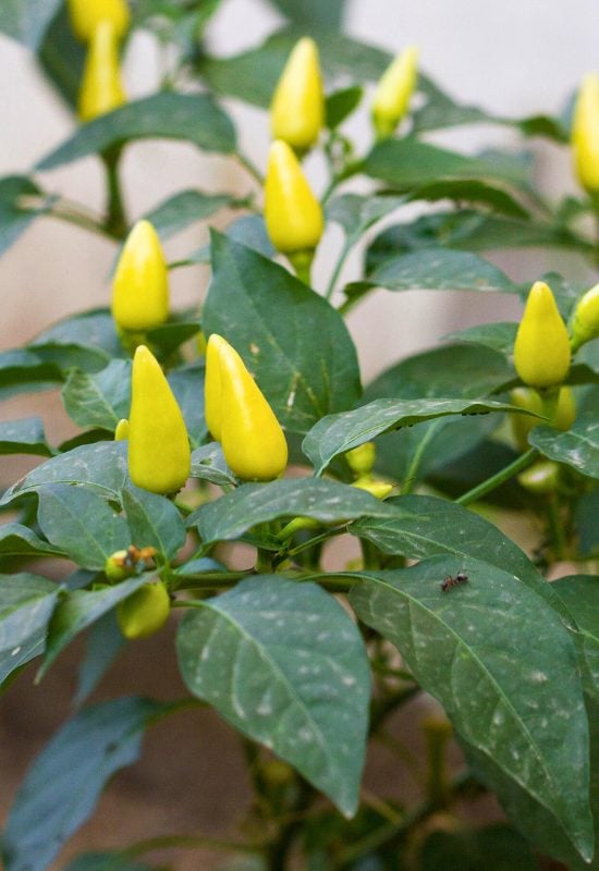 Cayenne Pepper (Capsicum frutescens)