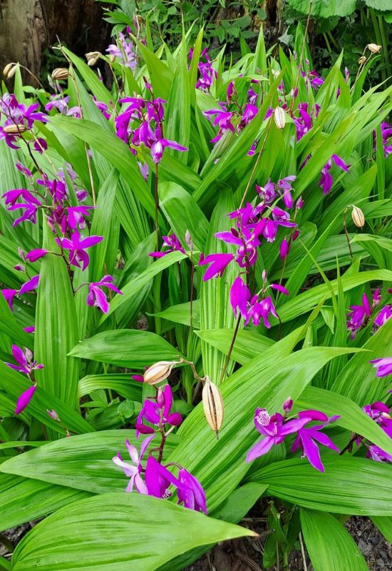 Chinese Ground Orchid (Bletilla striata)