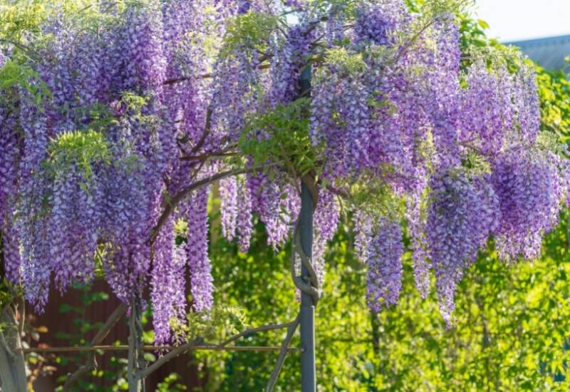 Chinese Wisteria