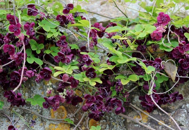 Chocolate Vine (Akebia Quinata)