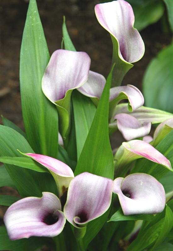 Classic Harmony – Zantedeschia