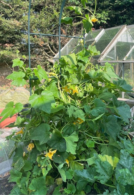 Climbing Pumpkin (Cucurbita pepo)