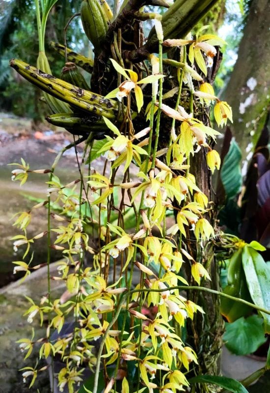 CoelogyneRochussenii (Coelogynerochussenii)