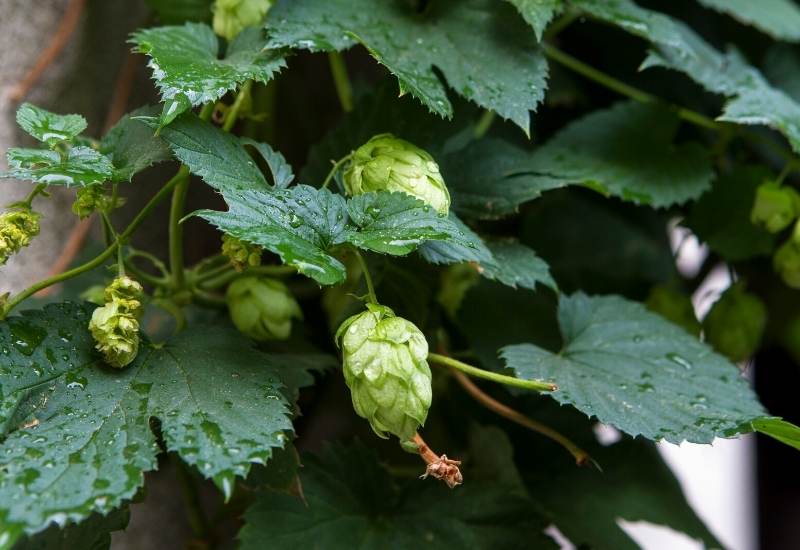 Common Hop (Humulus Lupulus)