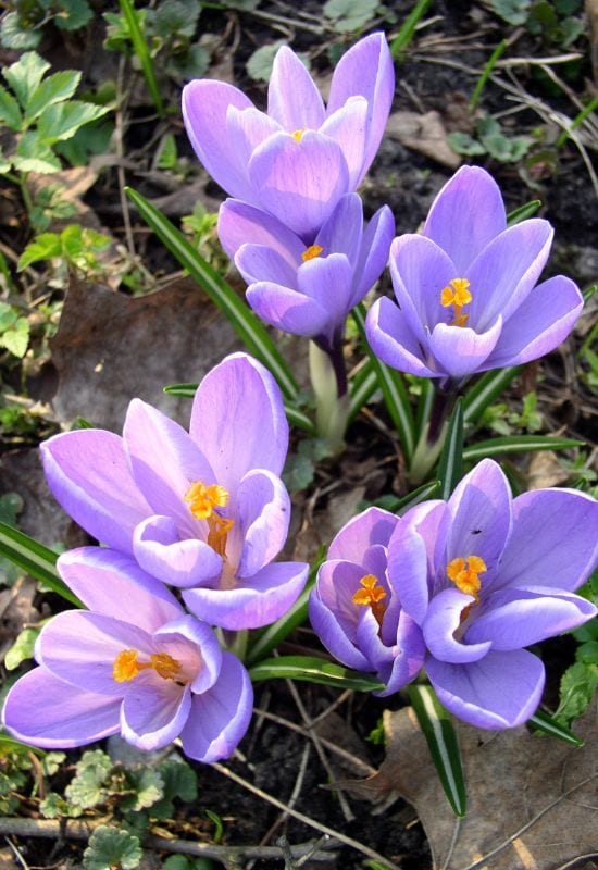 Crocus (Crocus spp.)