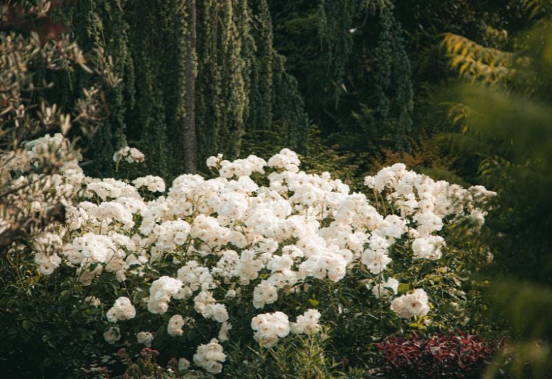 Cupped Roses