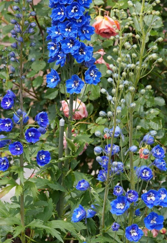 Delfix Blue delphinium