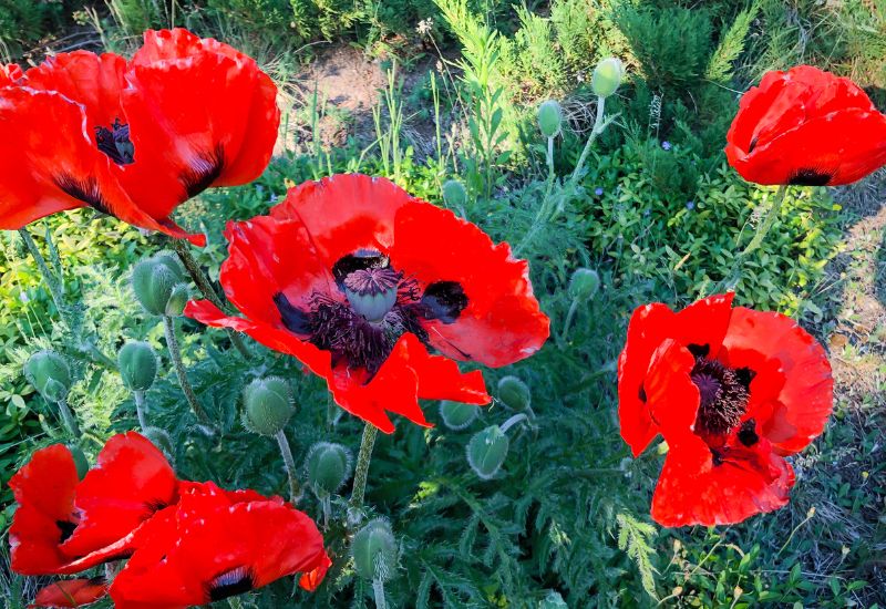 Delightful Red Garden Poppies