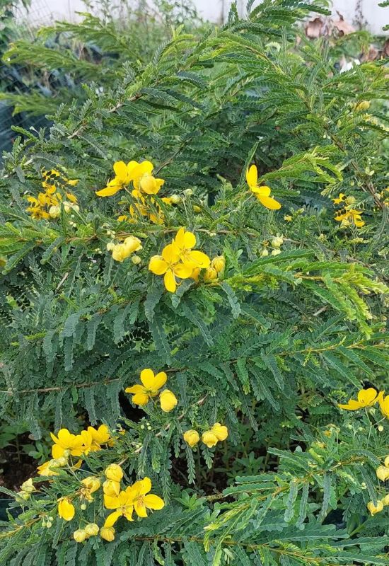 Desert Cassia (Senna polyphylla)