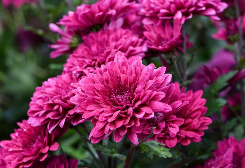 Double Chrysanthemums