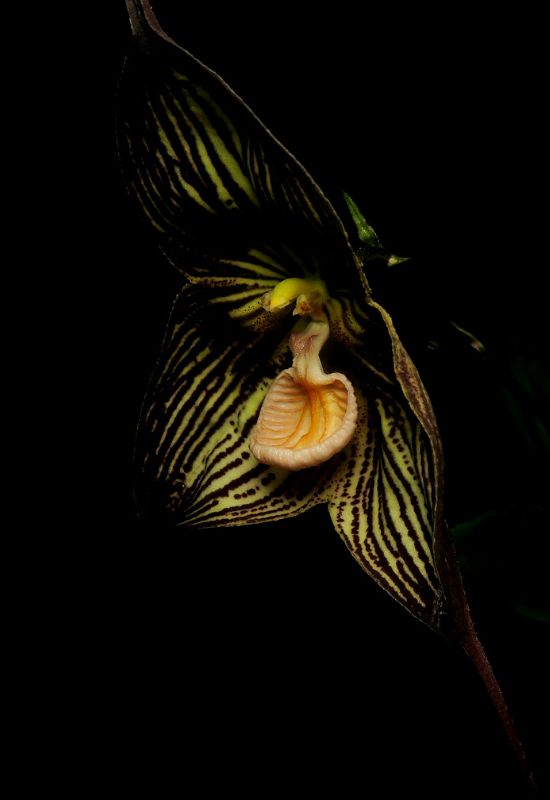 Dracula Vampira Orchid (Dracula vampira)