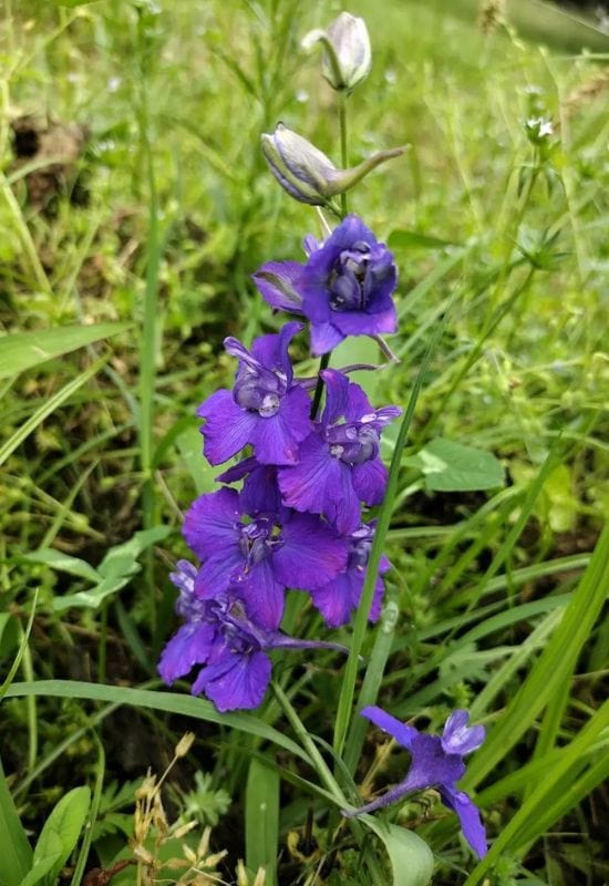 Dwarf larkspur