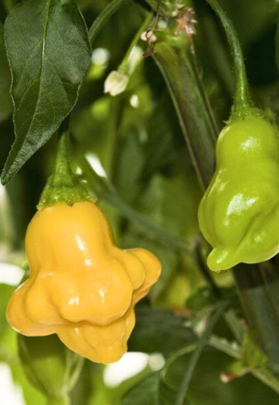 ‘Aji Fantasy’ Chili Pepper (Capsicum baccatum ‘Aji Fantasy’)