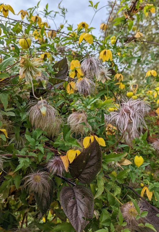 ‘Bill MacKenzie’ Clematis (Clematis orientalis var. tangutica ‘Bill MacKenzie’)