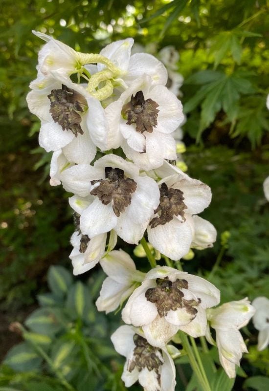 ‘Black Eyed Angels’ Candle Larkspur (Delphinium x elatum ‘Black Eyed Angels’)