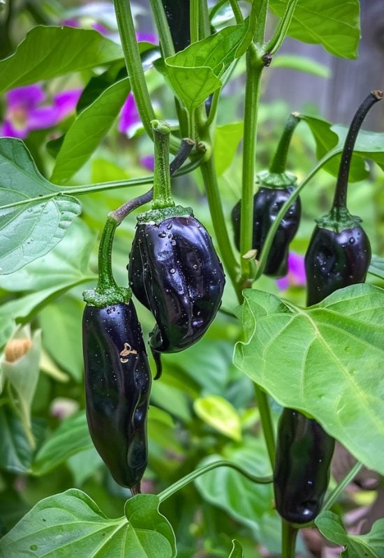 ‘Black Hungarian’ Chili Pepper (Capsicum annuum var annuum ‘Black Hungarian’)