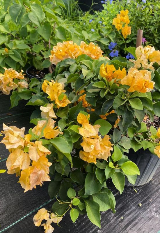 ‘California Gold’ Bougainvillea (Bougainvillea x buttiana ‘California Gold’)