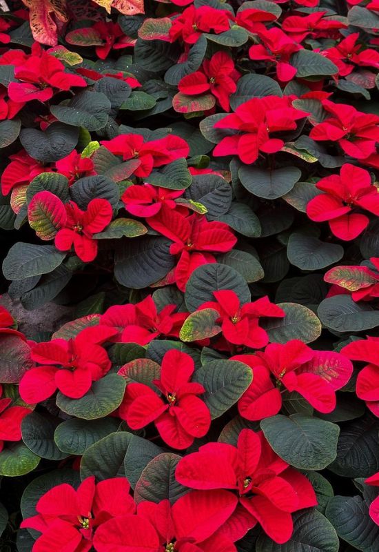 ‘Christmas Mouse’ Poinsettias (Euphorbia pulcherrima ‘Christmas Mouse’)