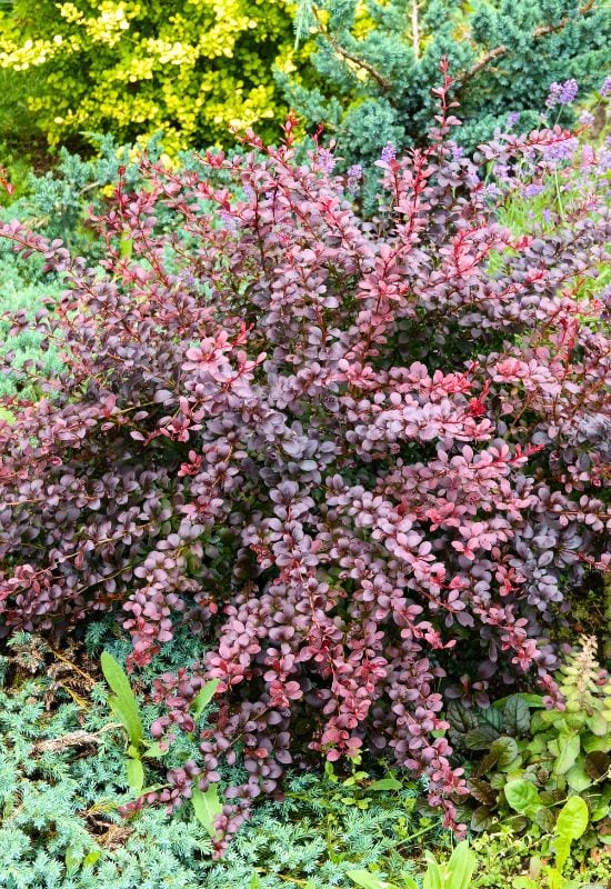 ‘Crimson Pigmy’ Japanese Barberry (Barberisthunbergii ‘Crimson Pigmy’)