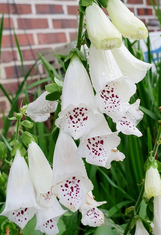 ‘Dalmatian White’ Common Foxglove (Digitalis purpurea ‘Dalmatian White’)