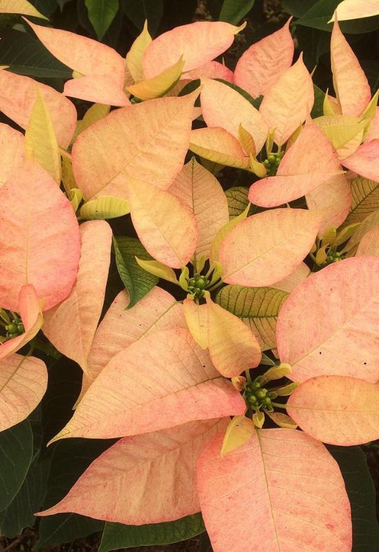 ‘Early Monet’ Poinsettia (Euphorbia pulcherrima ‘Early Monet’)