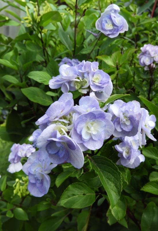 ‘Emotion’ Bigleaf Hydrangea (Hydrangea macrophylla ‘Emotion’)