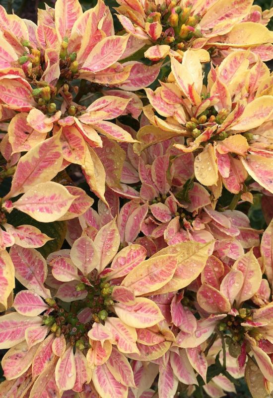 ‘Enduring Marble’ Poinsettia (Euphorbia pulcherrima ‘Enduring Marble’)