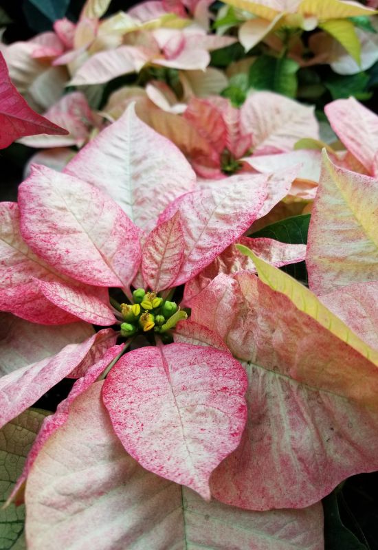 ‘Freedom Peppermint’ Poinsettia (Euphorbia pulcherrima ‘Freedom Peppermint’)