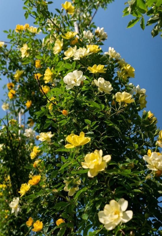 ‘Golden Gate’ Climbing Rose (Rosa ‘Golden Gate’)