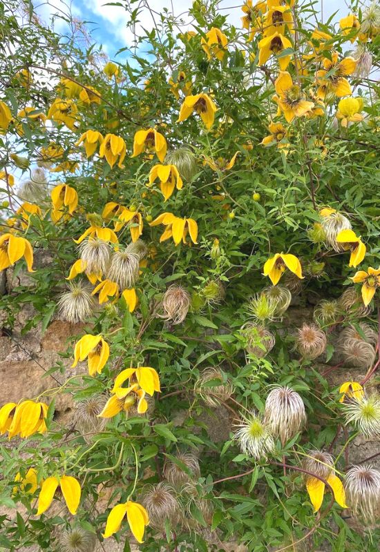 Clematis Types and the Best Varieties for Early, Repeat and Late Season Blooms 19