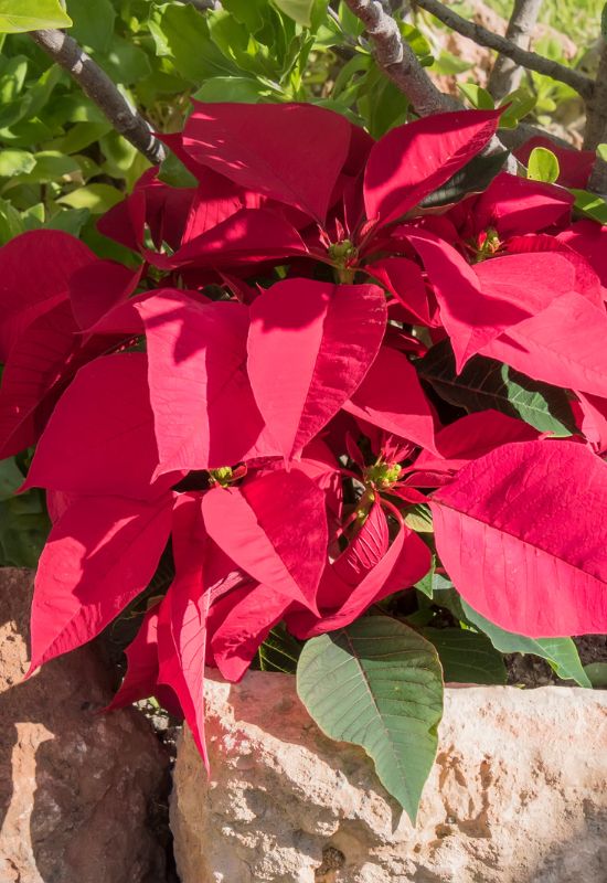 ‘Holly Berry’ Poinsettia (Euphorbia pulcherrima ‘Holly Berry’)