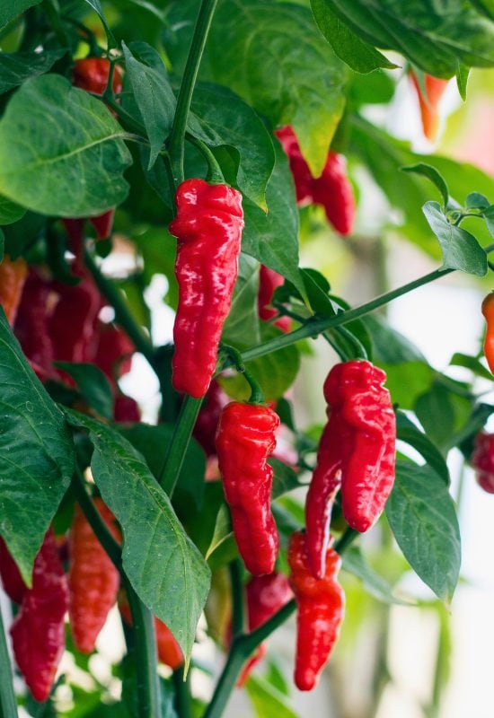 ‘Jimmy Nardello’ Chili Pepper (Capsicum annuum ‘Jimmy Nardello’)