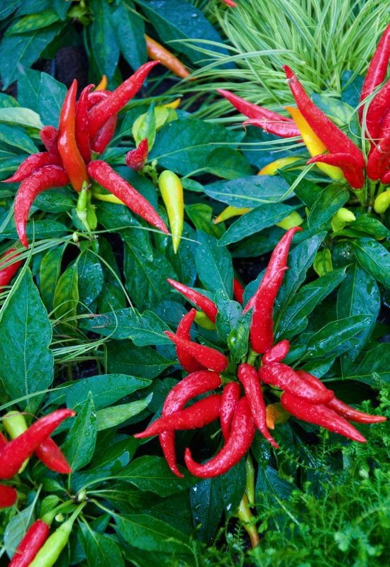 ‘Korean Red’ Chili Pepper (Capsicum annuum ‘Korean Red’)