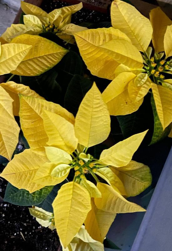 ‘Lemon Glow’ Poinsettia (Euphorbiapulcherrima ‘Lemon Glow’)