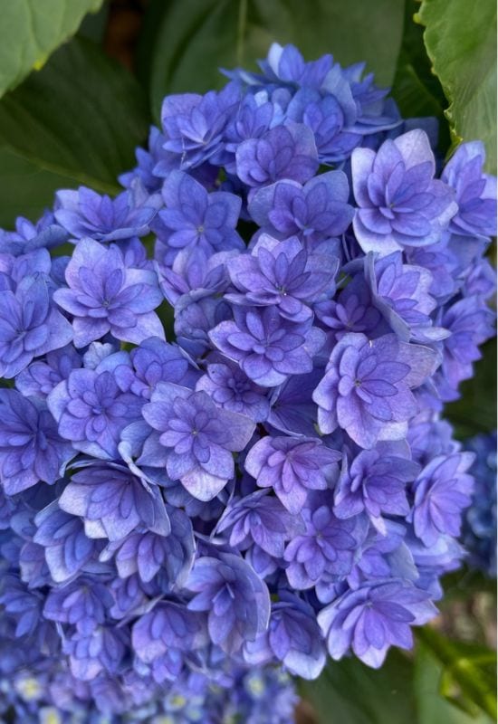 ‘Passion’ Bigleaf Hydrangea (Hydrangea macrophilla ‘Passion’)