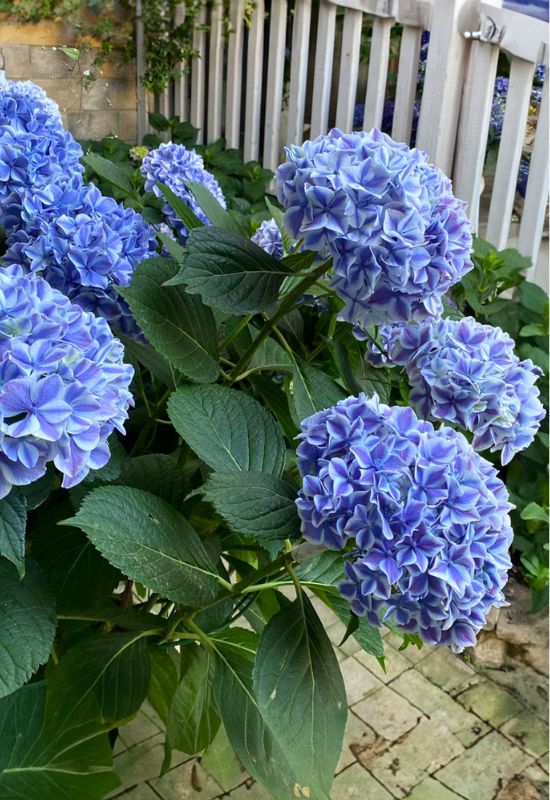 ‘Peppermint’ Bigleaf Hydrangea (Hydrangea macrophylla ‘Peppermint’)