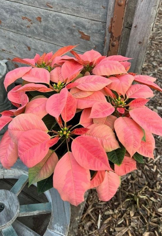 ‘Pink Champagne’ Poinsettia (Euphorbiapulcherrima ‘Pink Champagne’)