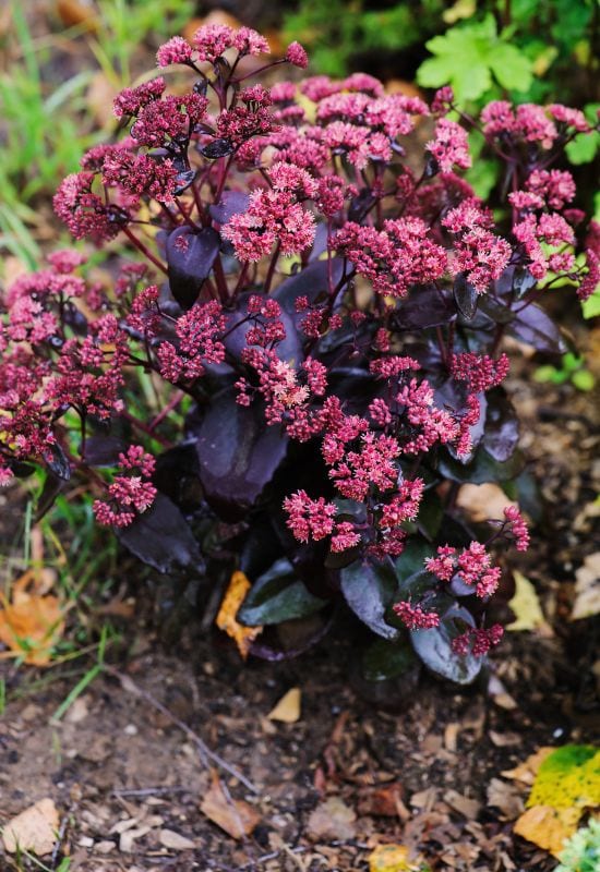 ‘Purple Emperor’ Stonecrop (Sedum telephium ‘Purple Emperor’)