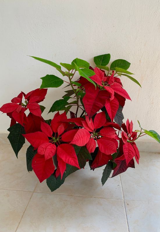 ‘Red Elf’ Poinsettia (Euphorbia pulcherrima ‘Red Elf’)